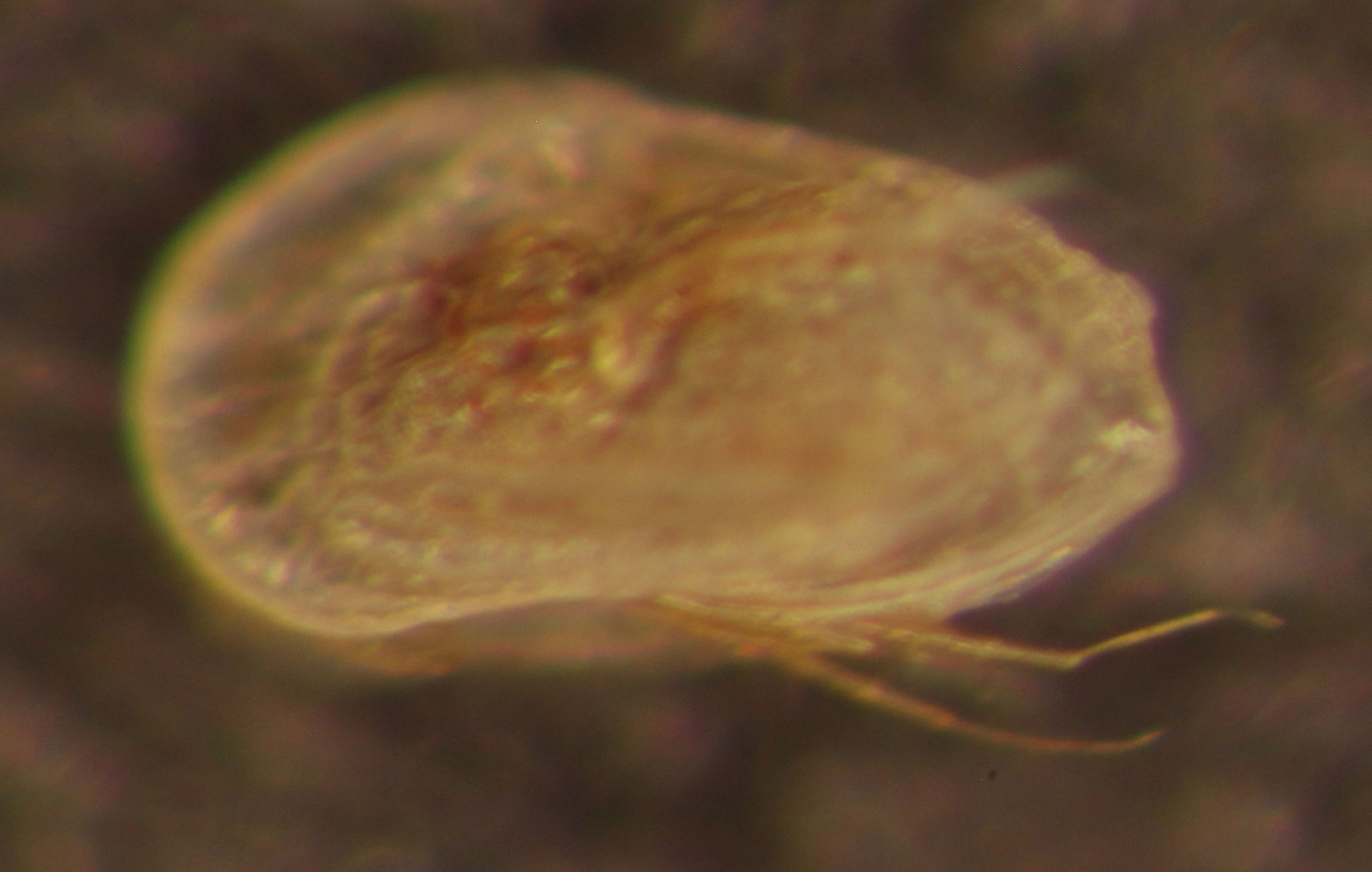 Представитель Семейства Cytheridae